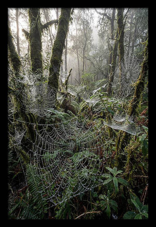 Water Droplets On Spider Webs