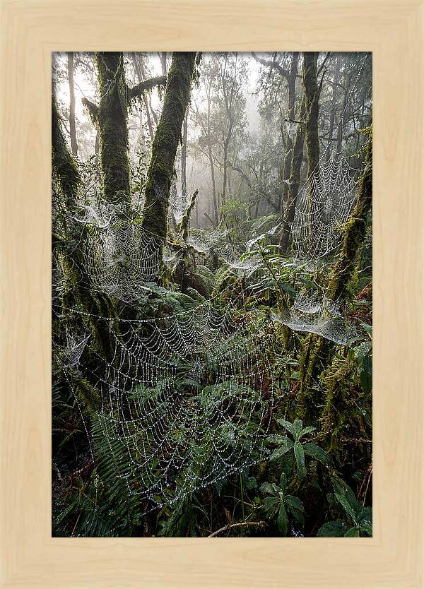 Water Droplets On Spider Webs