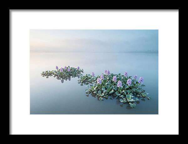 Water Hyacinth Serenity