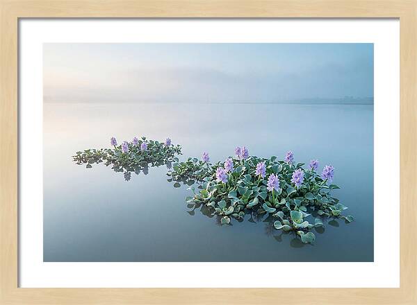 Water Hyacinth Serenity
