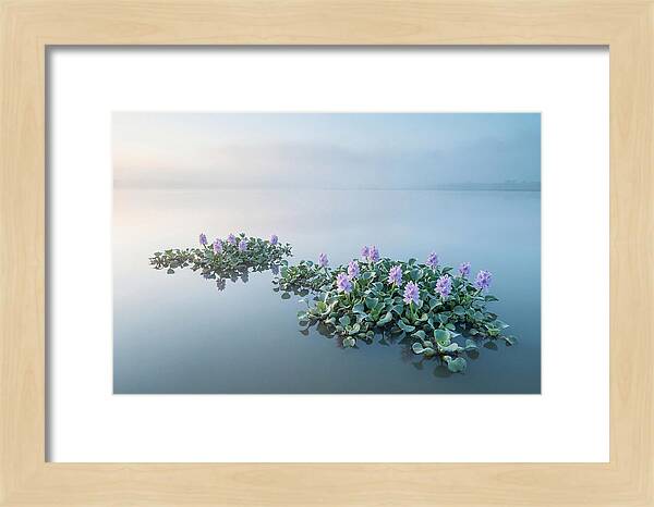 Water Hyacinth Serenity