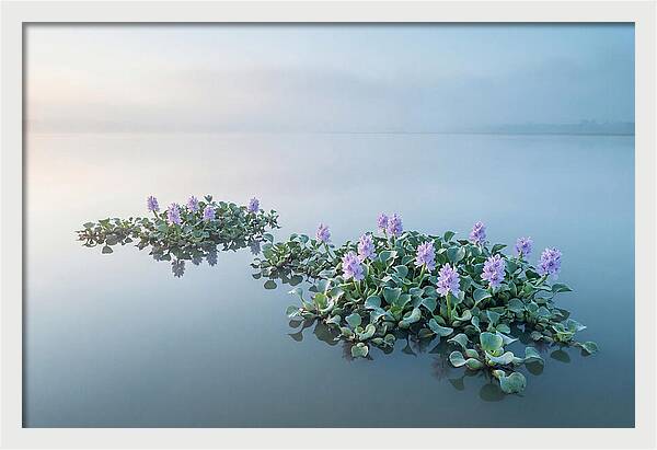 Water Hyacinth Serenity