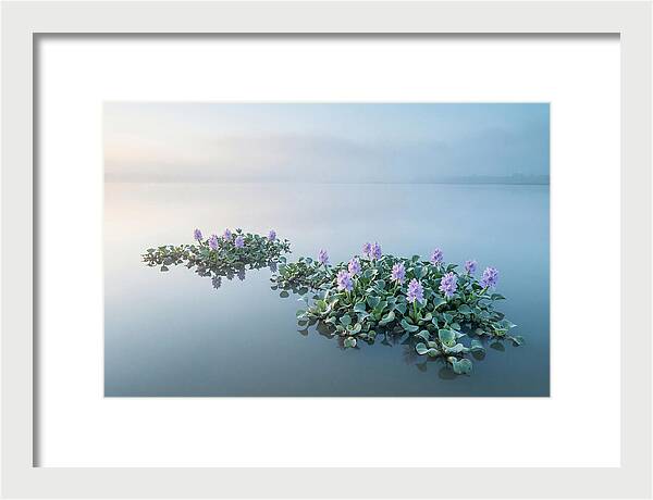 Water Hyacinth Serenity