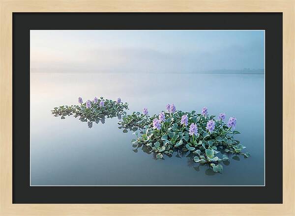 Water Hyacinth Serenity