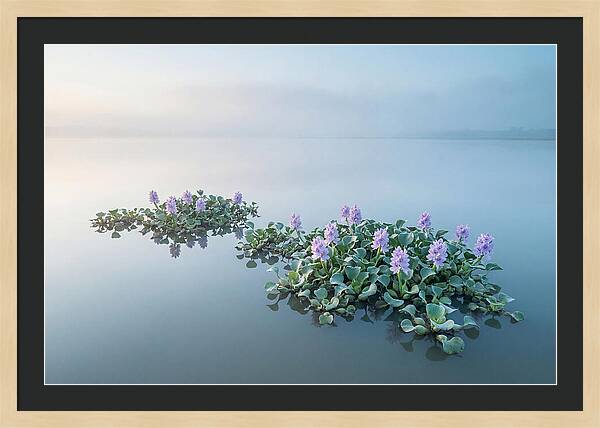 Water Hyacinth Serenity