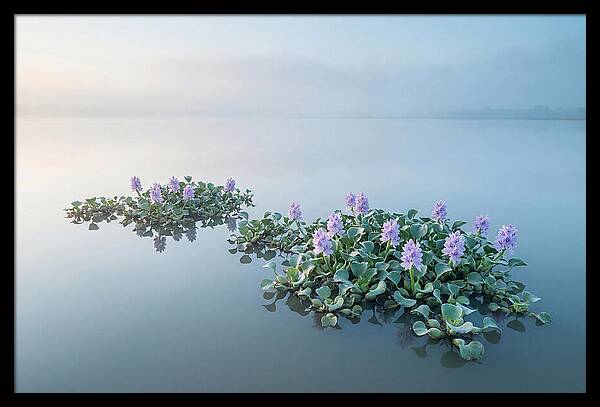 Water Hyacinth Serenity