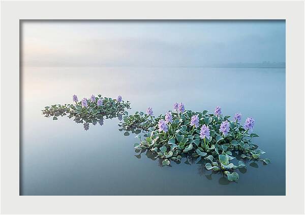 Water Hyacinth Serenity
