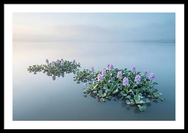 Water Hyacinth Serenity
