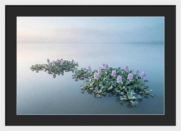 Water Hyacinth Serenity
