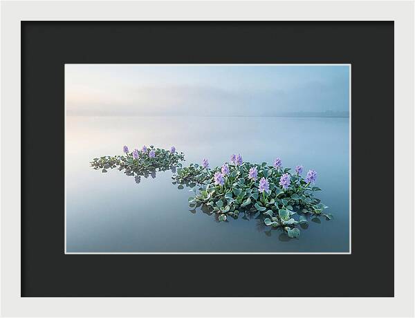 Water Hyacinth Serenity