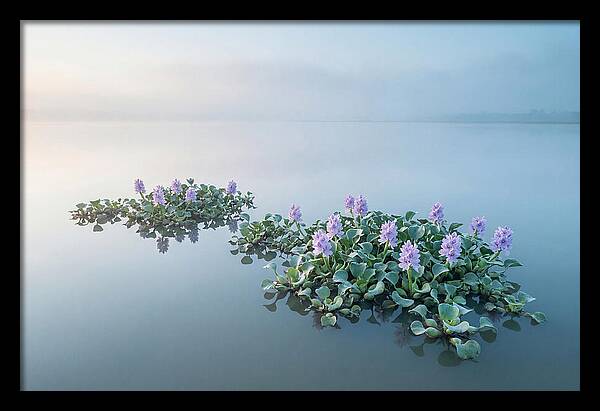 Water Hyacinth Serenity