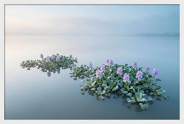 Water Hyacinth Serenity