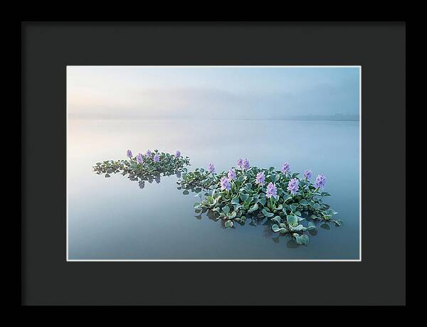 Water Hyacinth Serenity