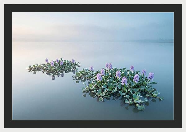 Water Hyacinth Serenity