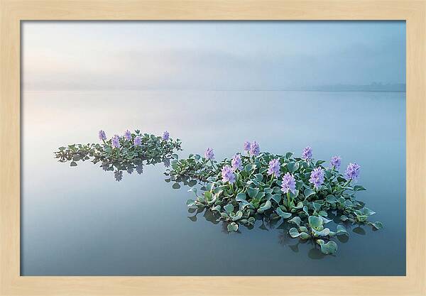 Water Hyacinth Serenity