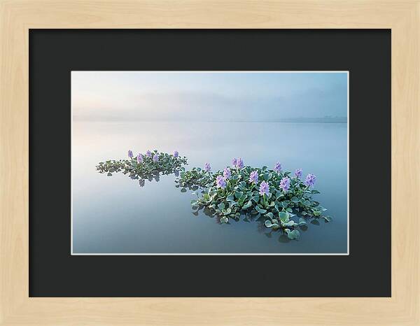 Water Hyacinth Serenity