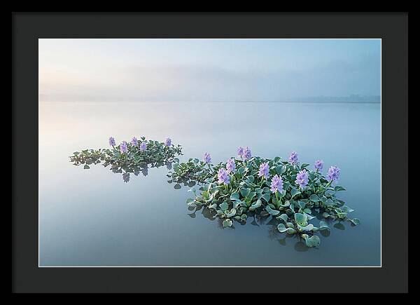 Water Hyacinth Serenity