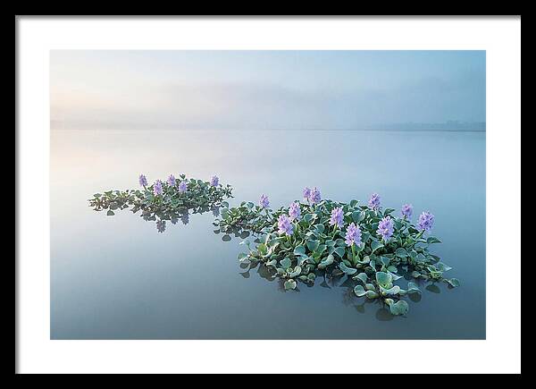 Water Hyacinth Serenity
