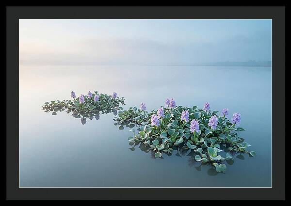 Water Hyacinth Serenity