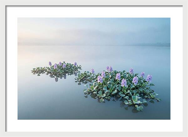 Water Hyacinth Serenity