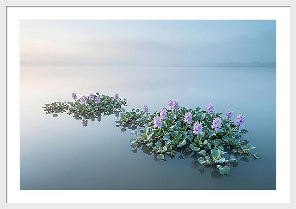 Water Hyacinth Serenity