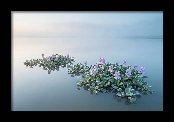 Water Hyacinth Serenity