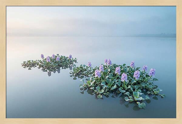 Water Hyacinth Serenity