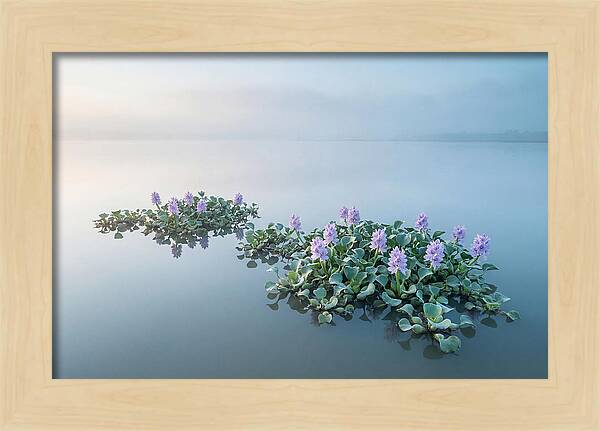 Water Hyacinth Serenity