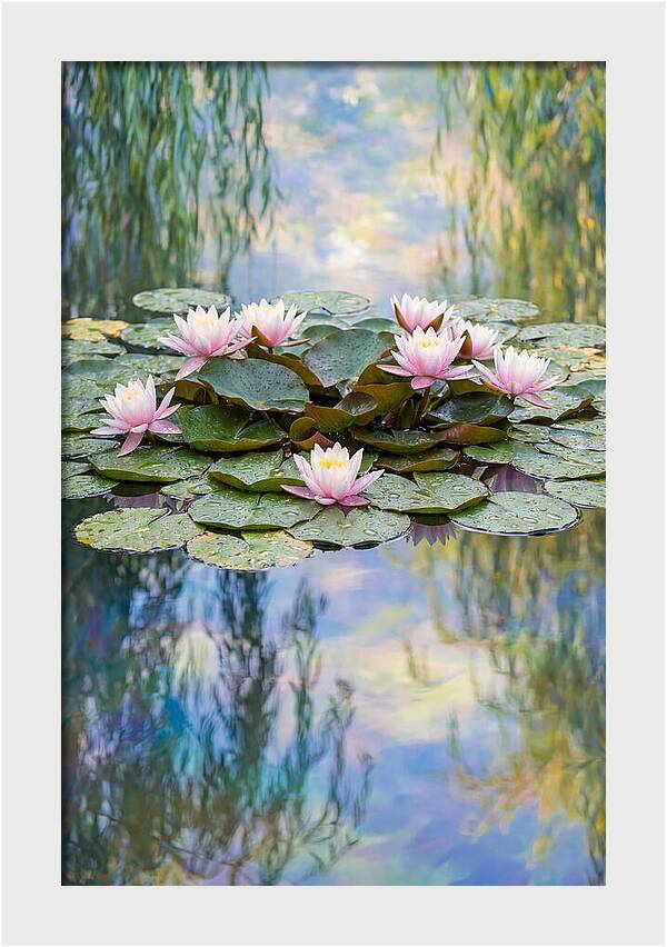 Water Lilies In Giverny