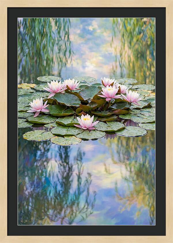 Water Lilies In Giverny