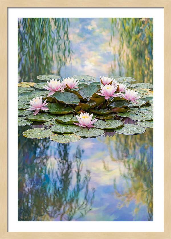Water Lilies In Giverny