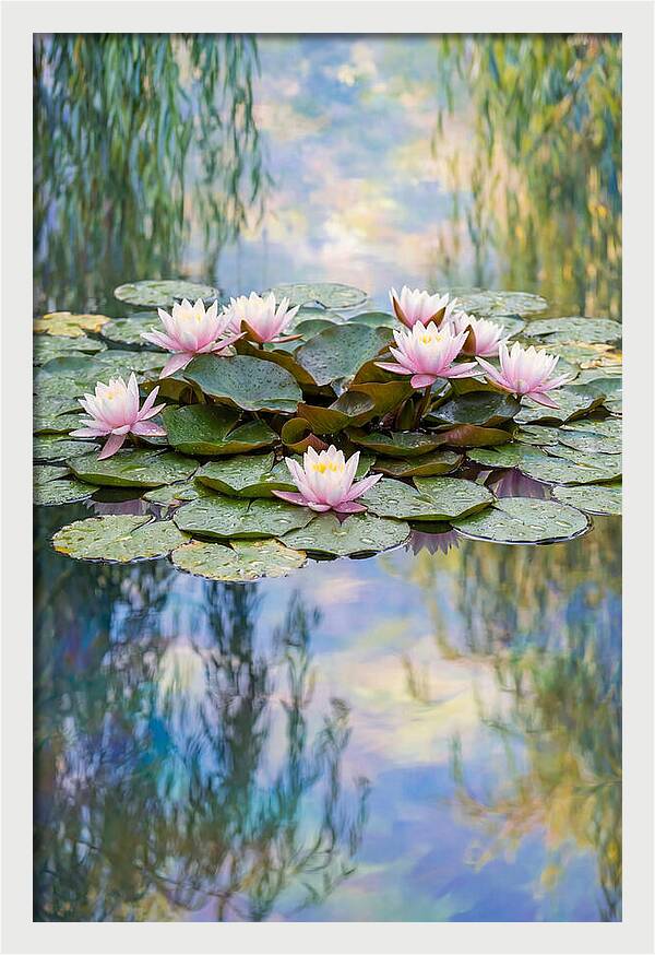 Water Lilies In Giverny
