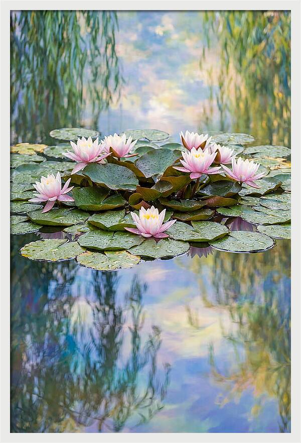 Water Lilies In Giverny