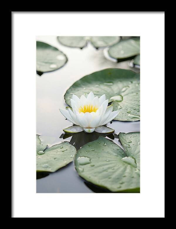 Water Lily Floating