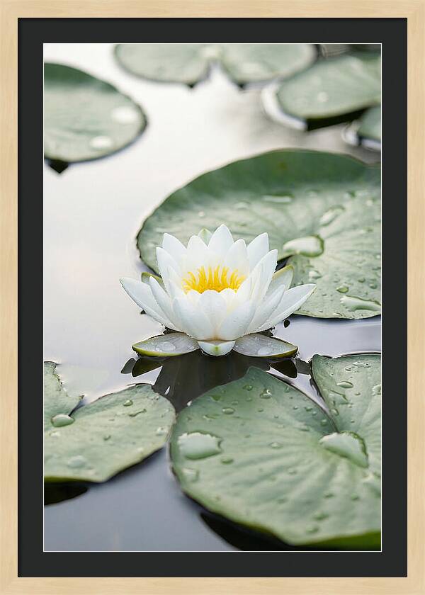 Water Lily Floating