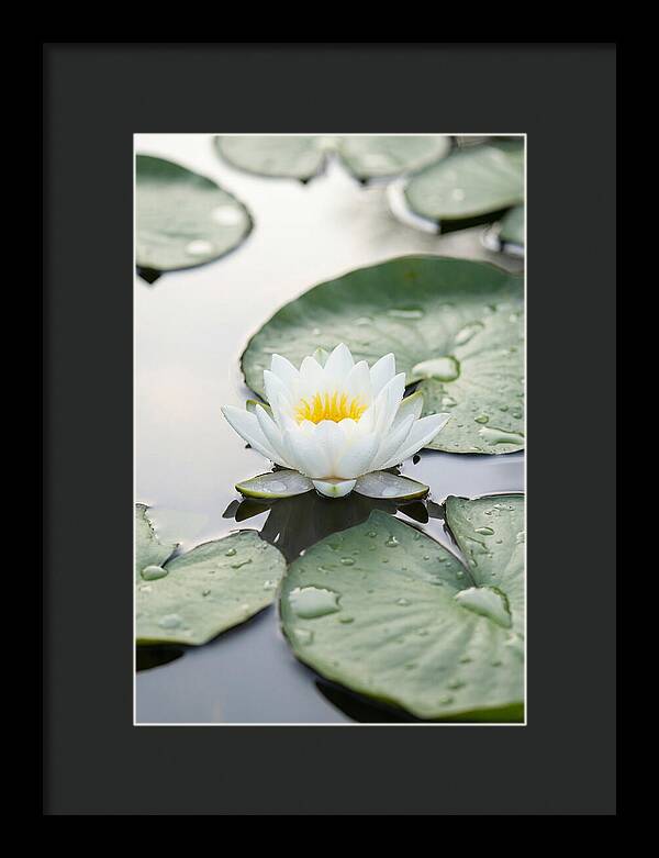 Water Lily Floating