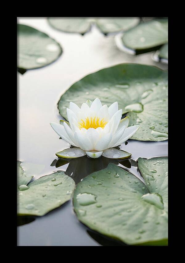 Water Lily Floating