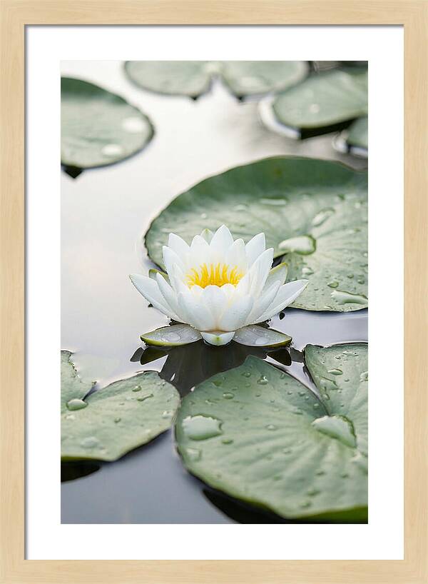 Water Lily Floating