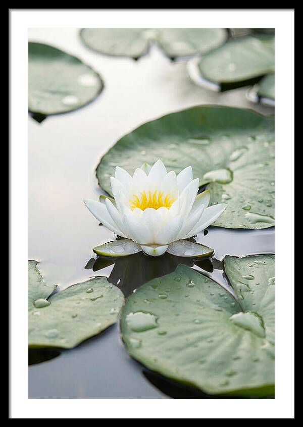 Water Lily Floating