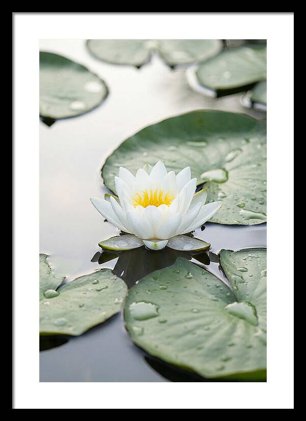 Water Lily Floating