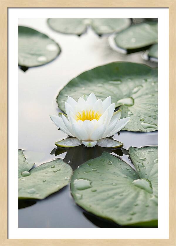 Water Lily Floating