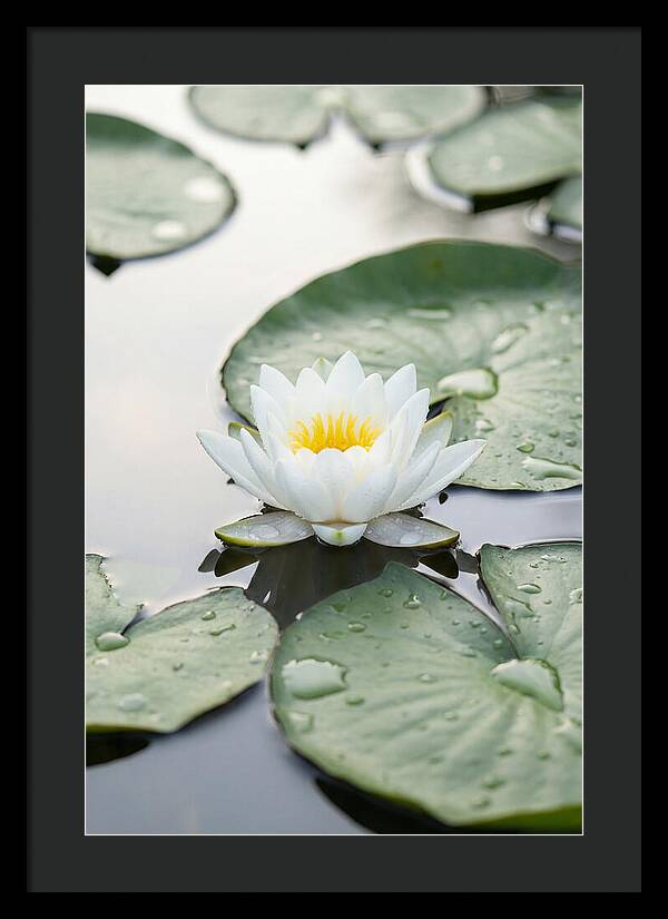 Water Lily Floating