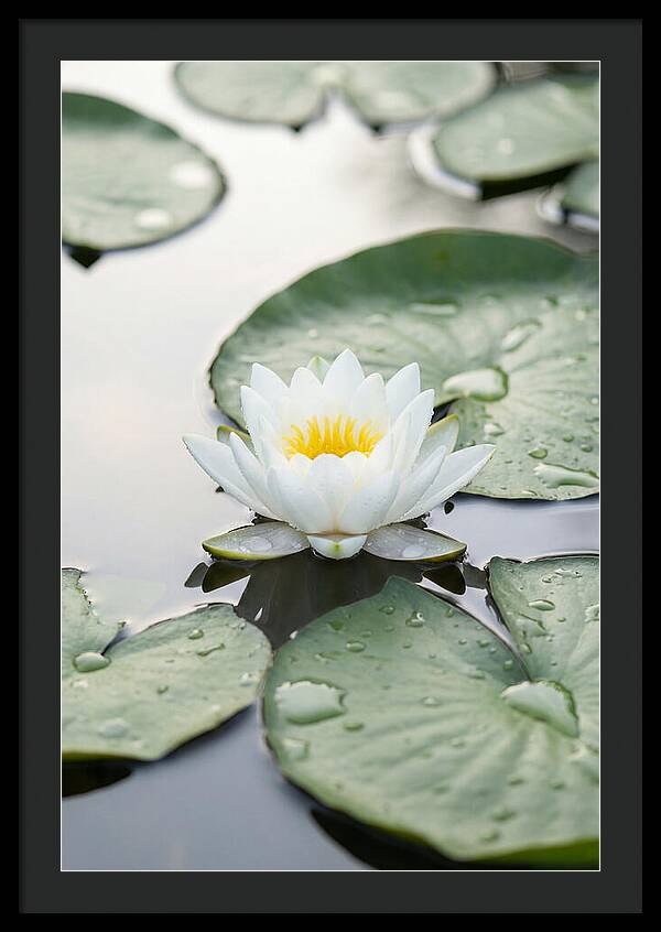 Water Lily Floating