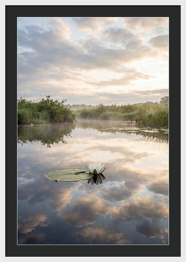 Water Lily Floating Serenity