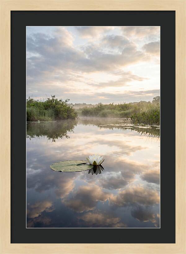Water Lily Floating Serenity