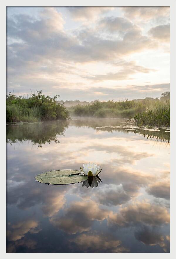 Water Lily Floating Serenity