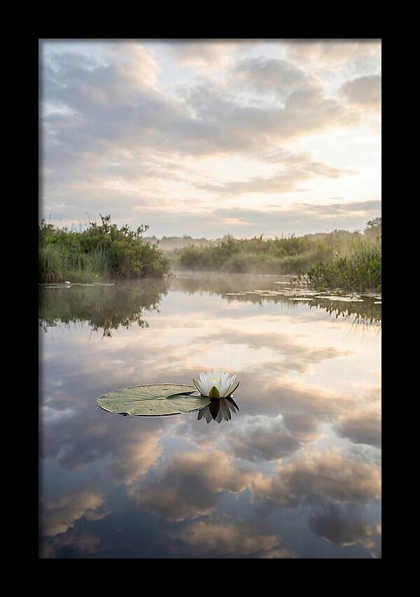 Water Lily Floating Serenity