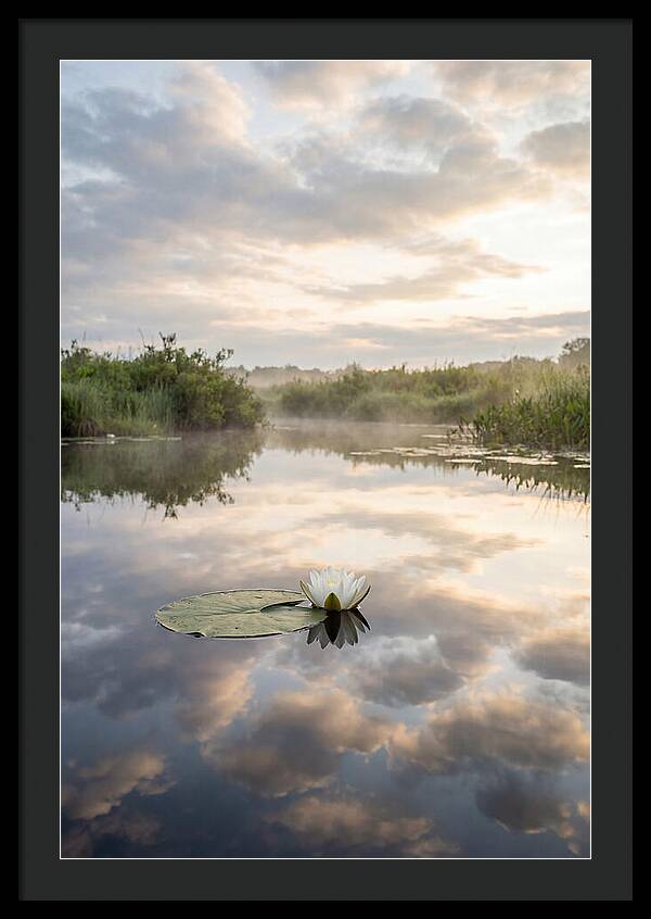 Water Lily Floating Serenity