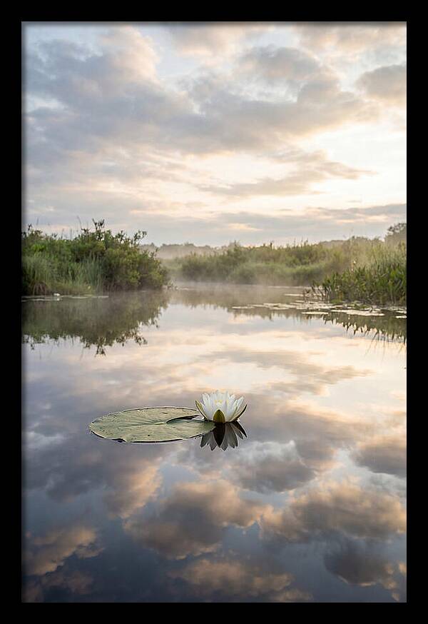 Water Lily Floating Serenity