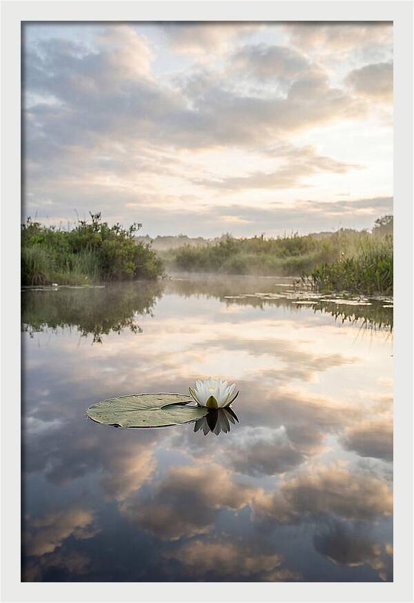 Water Lily Floating Serenity